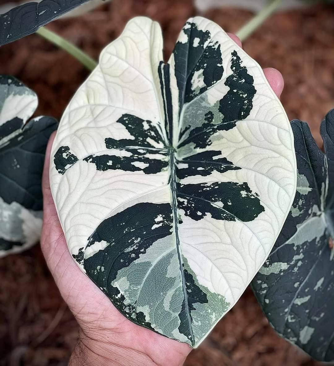 alocasia-maharani-variegated-plnt